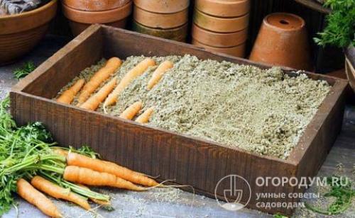 Как правильно хранить овощи и зелень: картофель, лук, морковь, чеснок и другие овощи