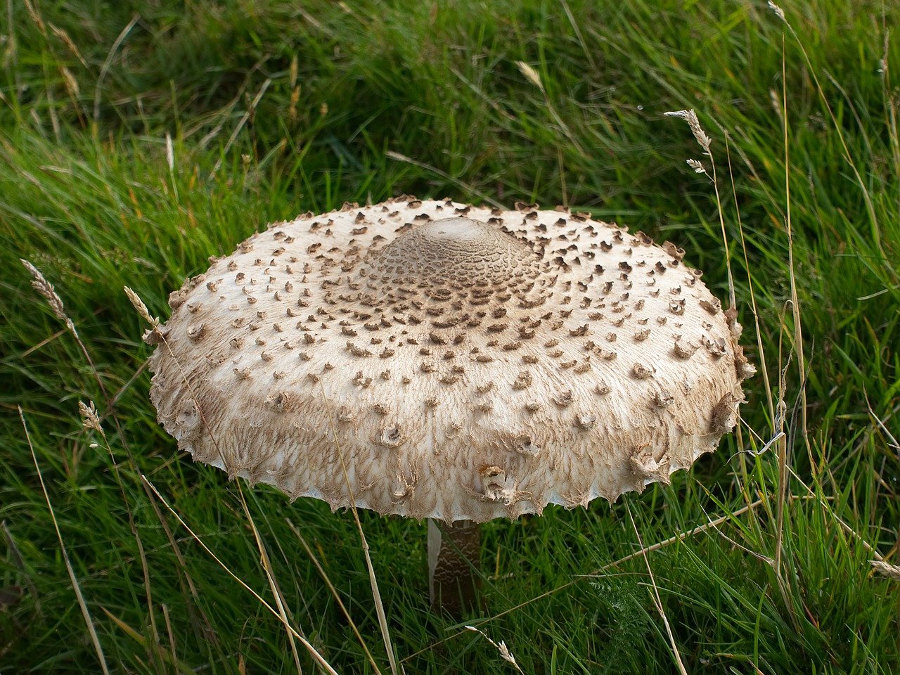 Как приготовить грибы зонтики вкусно, просто и быстро? + видео