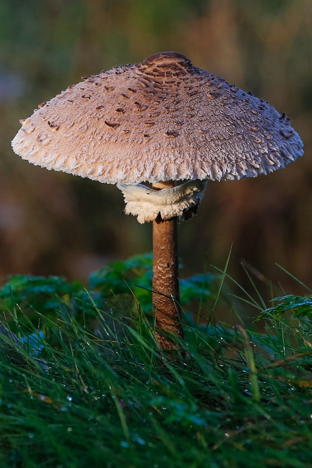 Как вкусно и быстро приготовить грибы зонтики (+25 фото)?
