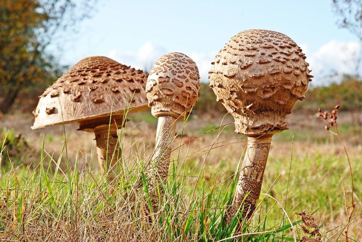 Как приготовить грибы зонтики вкусно, просто и быстро? - грибы собираем