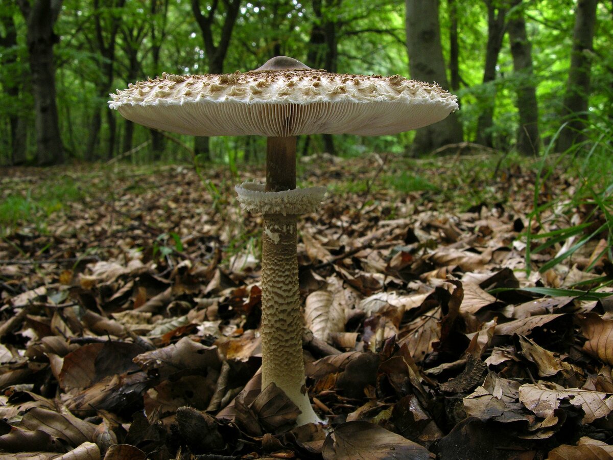 Жареные грибы зонтики: рецепты на зиму и на каждый день