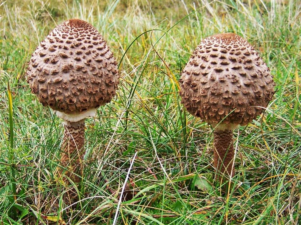 Как жарить грибы зонтики: рецепты приготовления, фото и видео