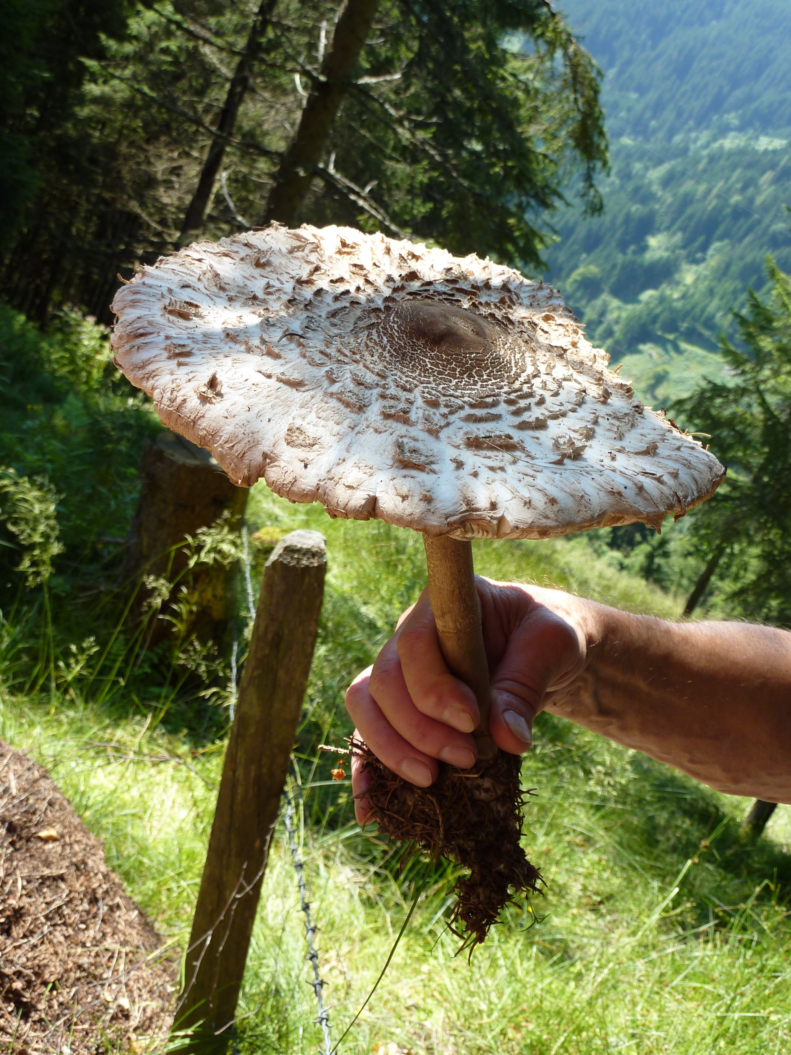 Как готовить грибы-зонтики — оригинальные идеи приготовления блюд на каждый день и на зиму